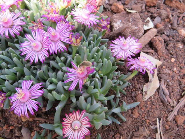 Ruschia lineolata Beesvygie Hardy Succulent with  Striped pinky purple flowers